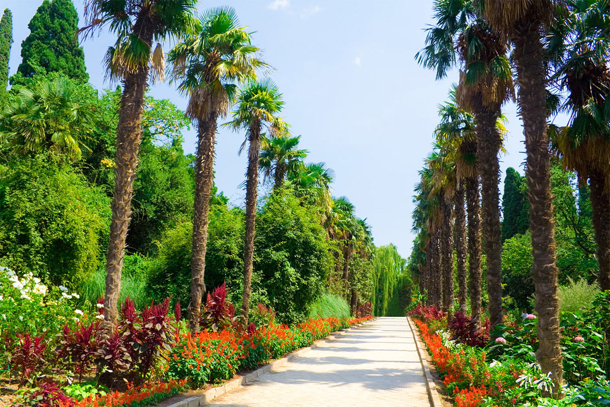 Никитский ботанический сад ялта фото